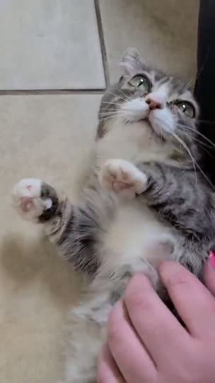 A tabby cat stepping into the open-top litter chamber