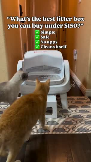 Two cats around the SmartCat S12 in a multi-cat household